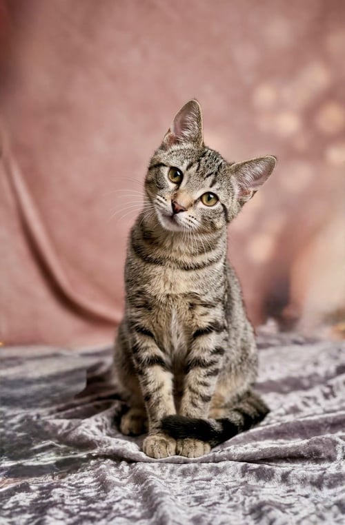 WALLY - Domestic Short Hair available for adoption