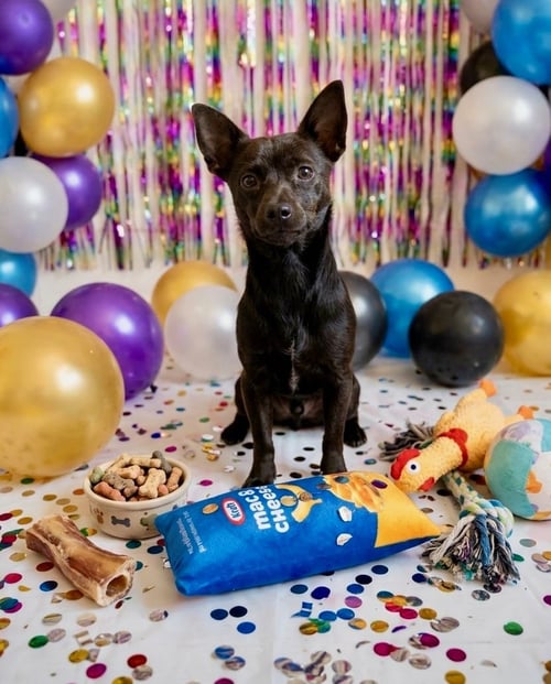 APOLLO - Chihuahua available for adoption