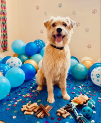 Mocha - Photo 2