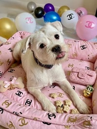 Chanel - Photo 1