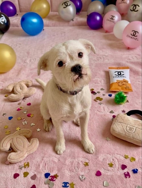 CHANEL - Boxer / Terrier available for adoption