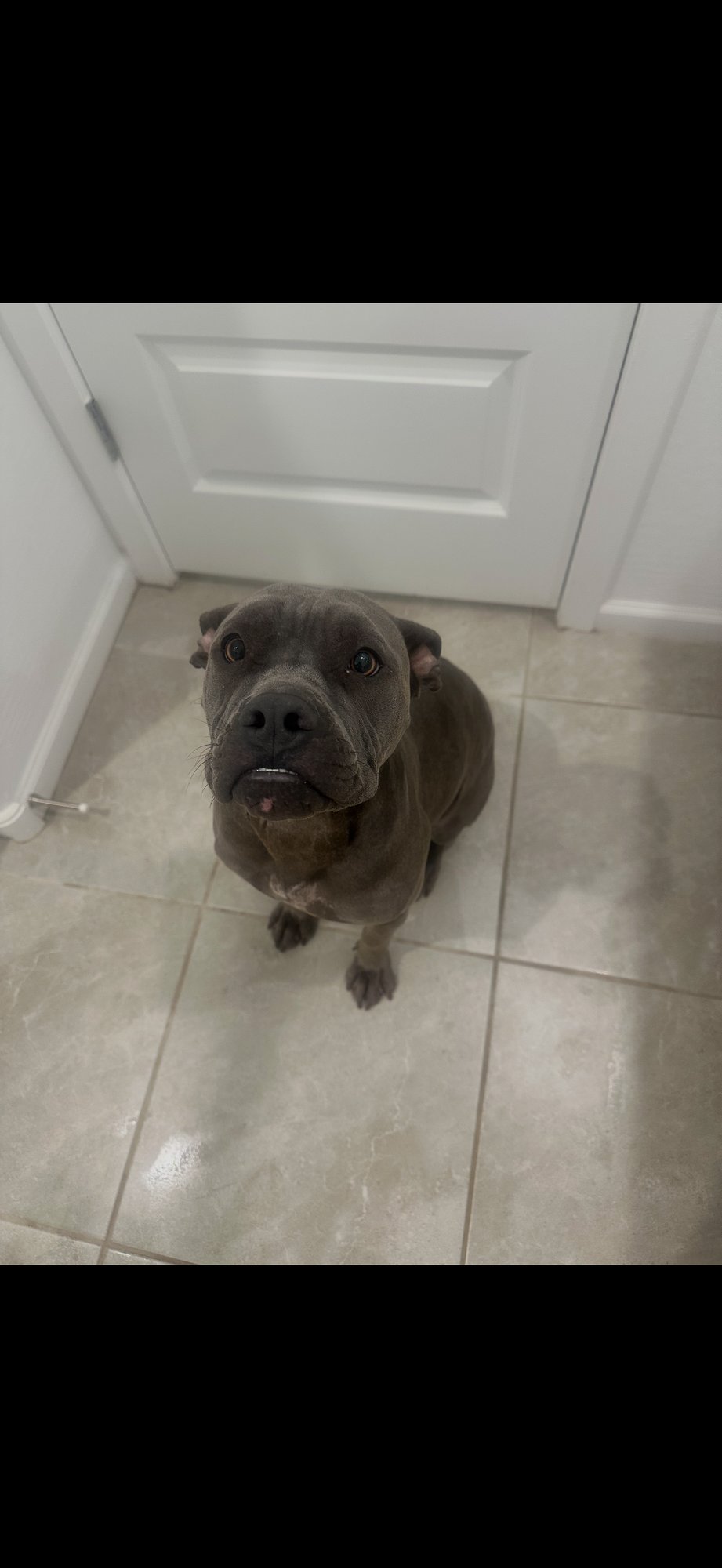 DRACO - American Pit Bull Terrier / Shar Pei available for adoption