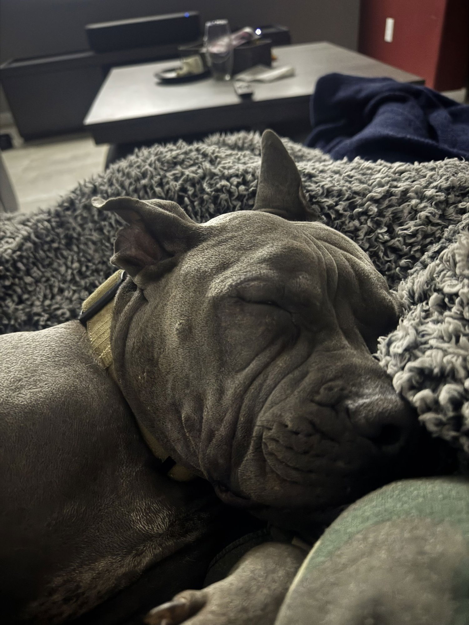 DRACO - American Pit Bull Terrier / Shar Pei available for adoption