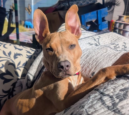 CESAR - American Pit Bull Terrier available for adoption