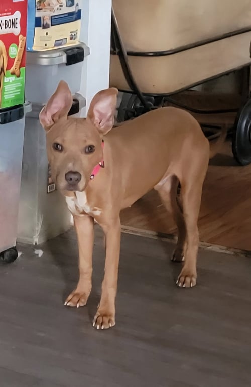 CESAR - American Pit Bull Terrier available for adoption