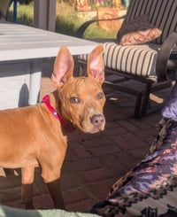 Cesar - Photo 3