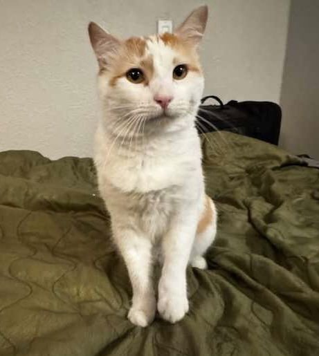 LEO - Domestic Short Hair available for adoption