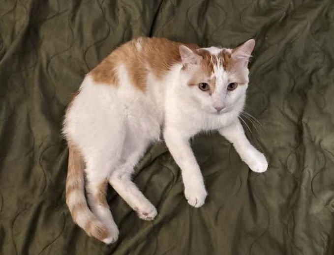 LEO - Domestic Short Hair available for adoption