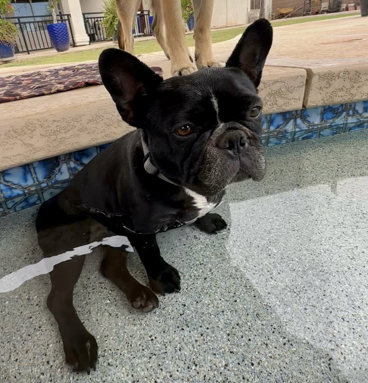 Lola Image