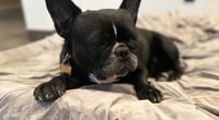 Lola - Photo 2