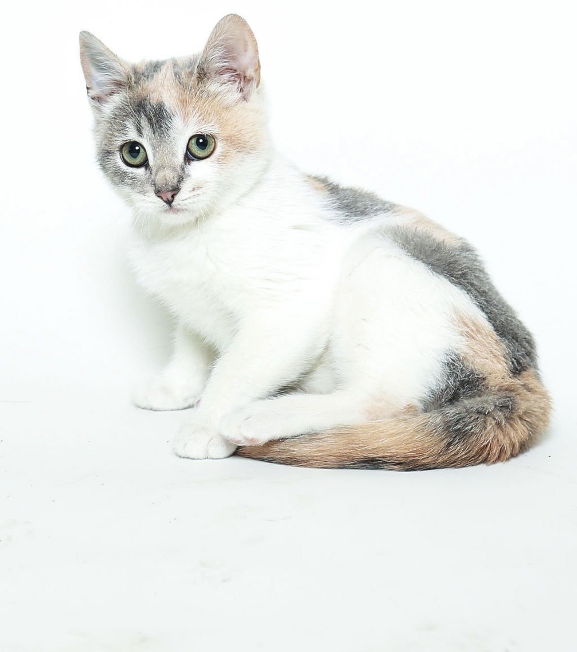 LACY - Domestic Short Hair available for adoption