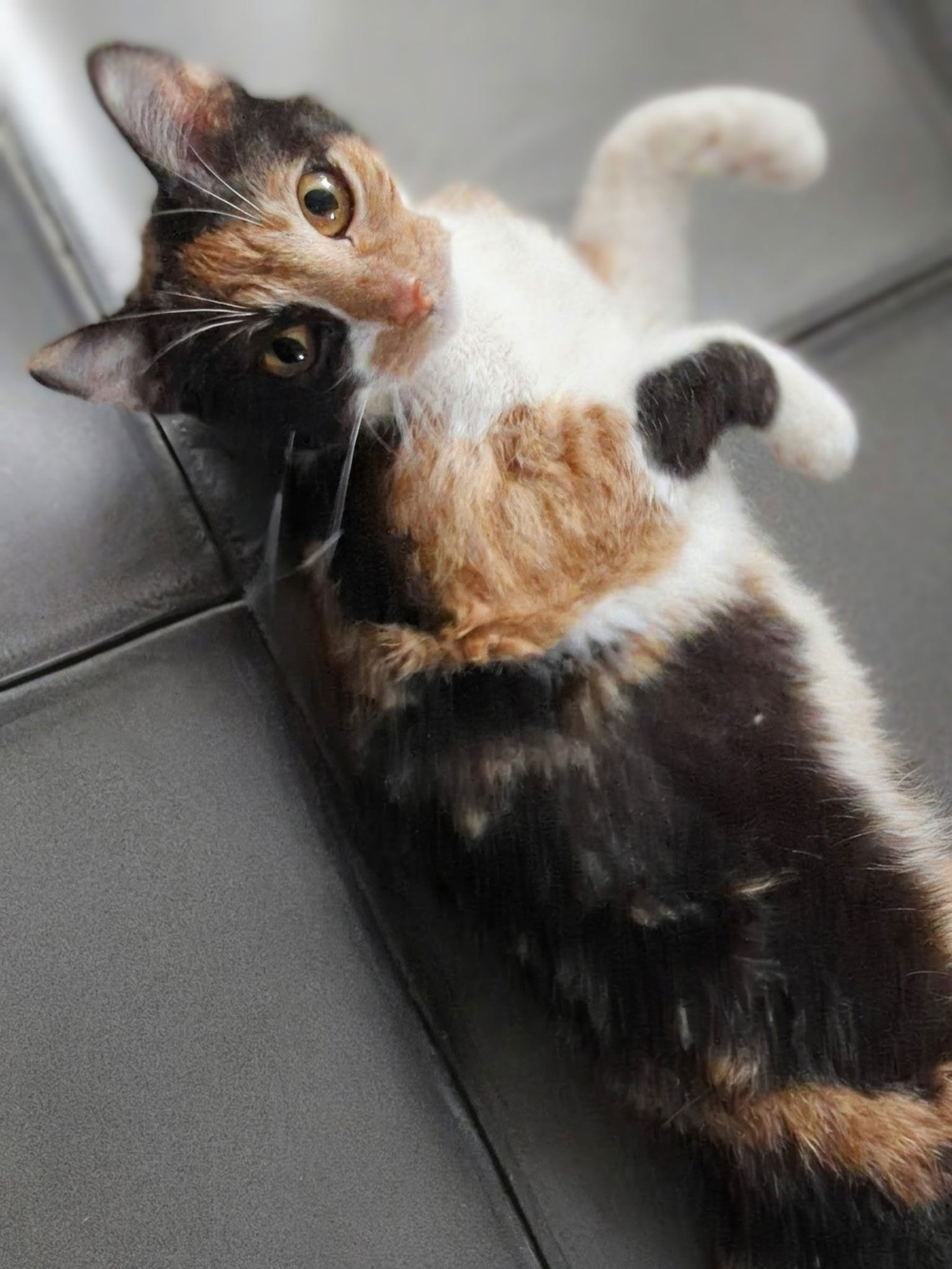 SADIE - Calico available for adoption