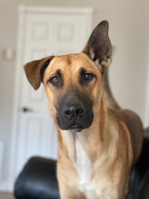 GUNNER - Belgian Shepherd Malinois / Husky available for adoption