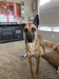 Gunner - Photo 2
