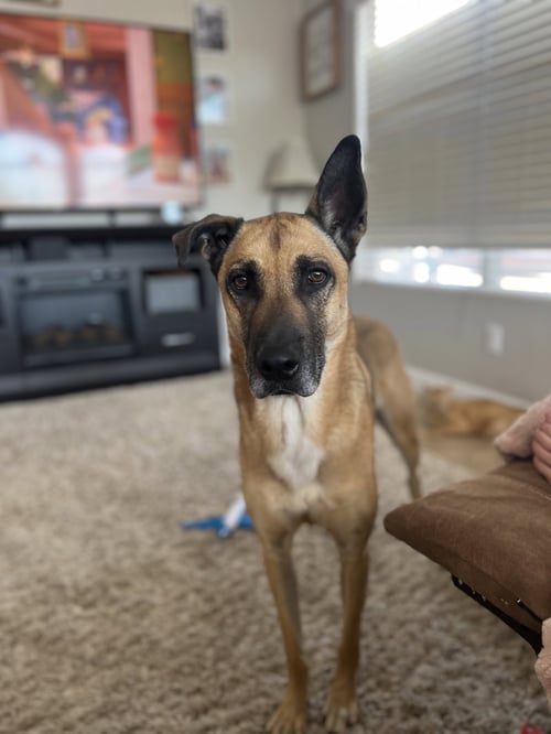 GUNNER - Belgian Shepherd Malinois / Husky available for adoption