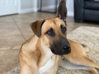 Gunner - Photo 3