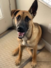 Gunner - Photo 4
