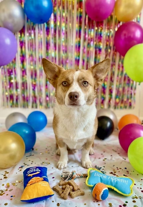REX - Corgi available for adoption