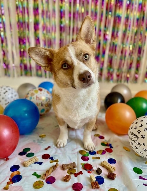 REX - Corgi available for adoption