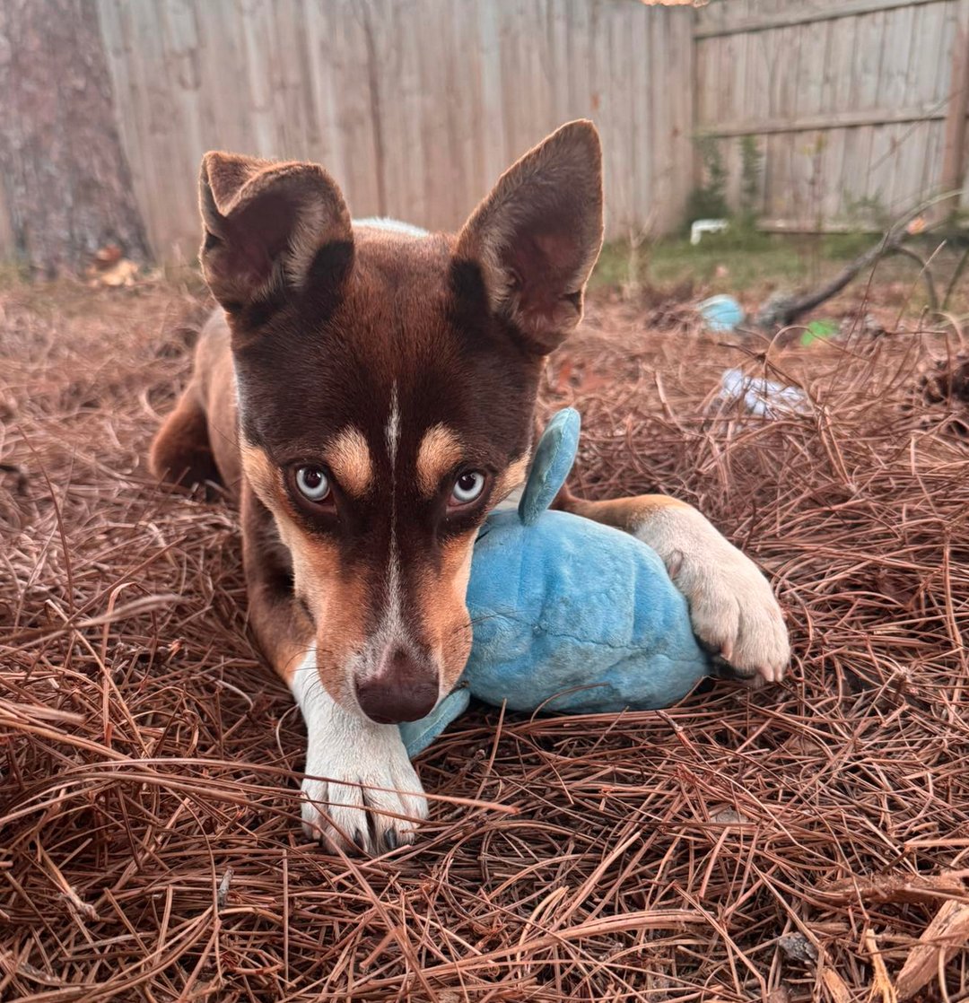 WYNTER - Husky available for adoption