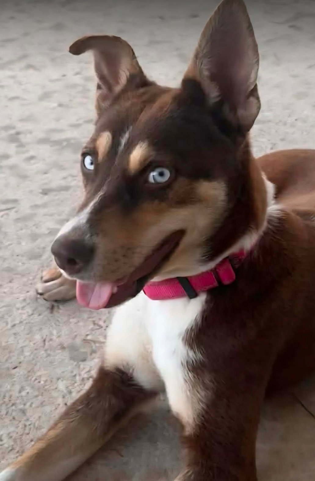 WYNTER - Husky available for adoption