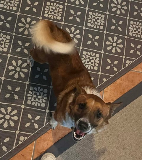 RANGER - Chihuahua / Jack Russell Terrier available for adoption