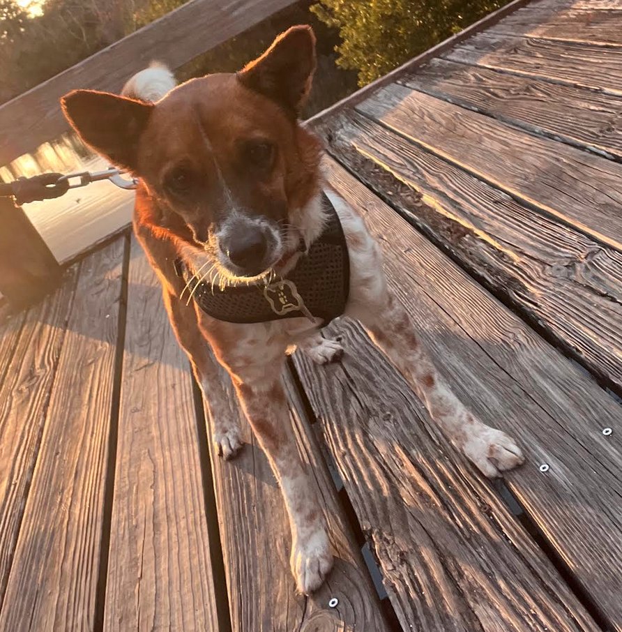 RANGER - Chihuahua / Jack Russell Terrier available for adoption