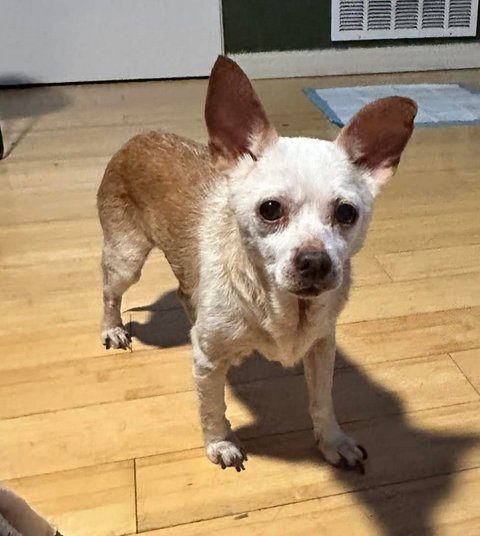 LOUIE - Chihuahua available for adoption