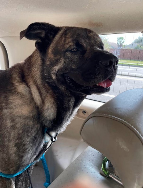 SULTAN - Mastiff available for adoption