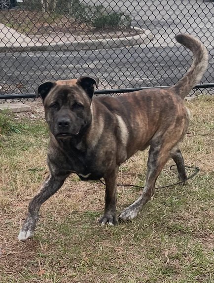 SULTAN - Mastiff available for adoption