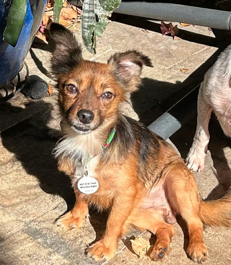 SIDNEY - Chihuahua available for adoption