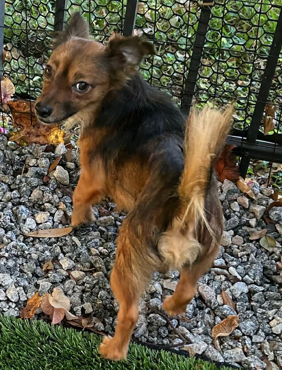 SIDNEY - Chihuahua available for adoption