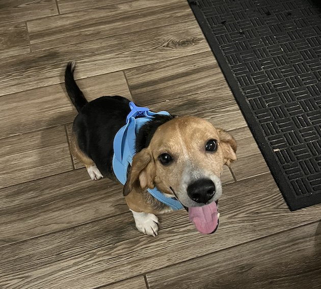 AMOS - Basset Hound / Beagle available for adoption