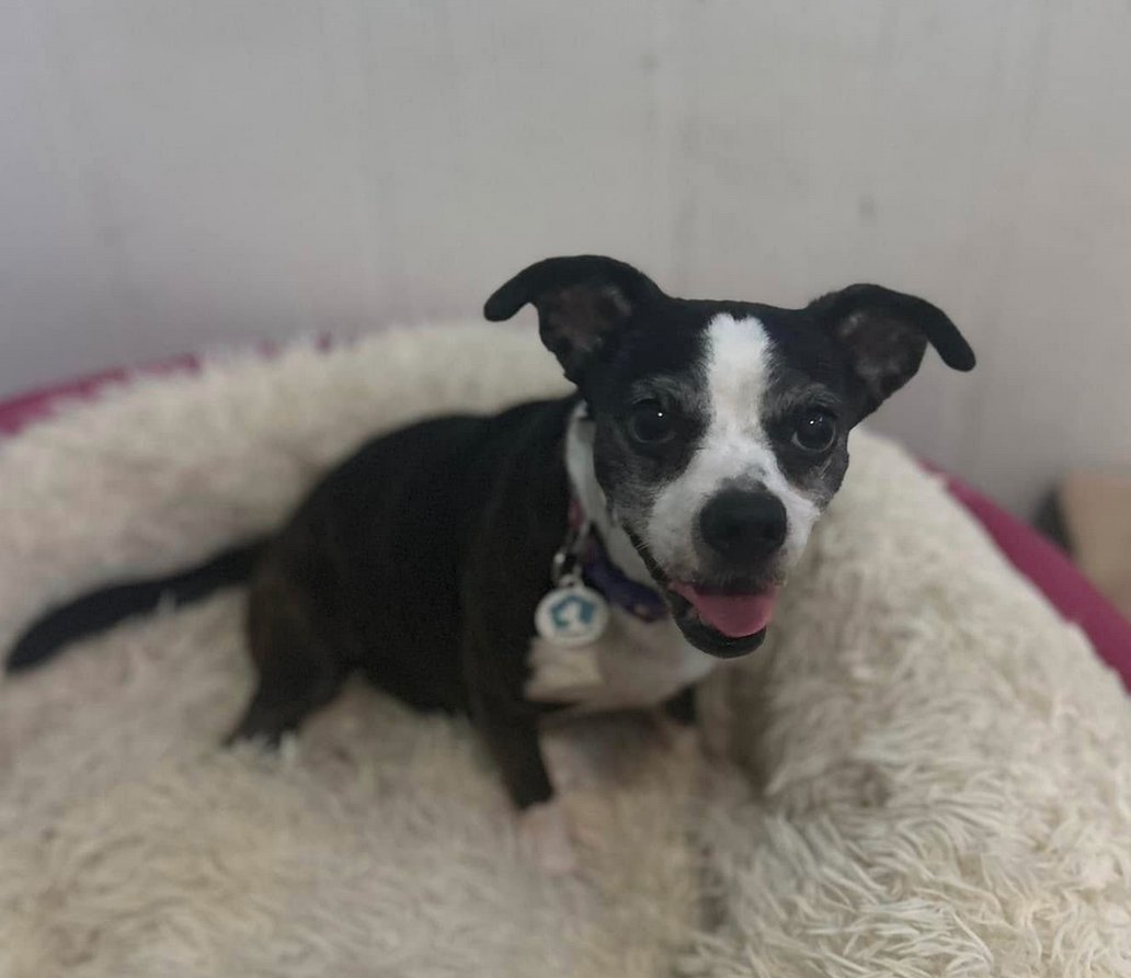 LILLY - Pug / Chihuahua available for adoption