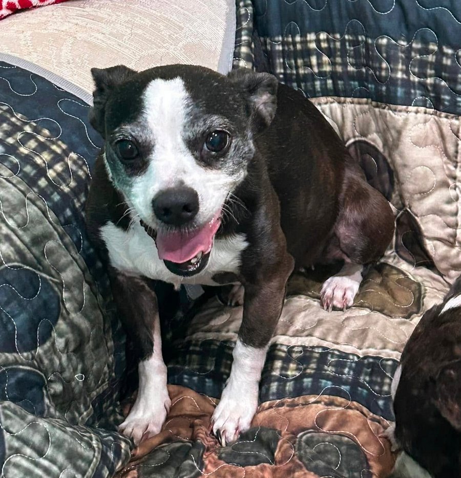 LILLY - Pug / Chihuahua available for adoption