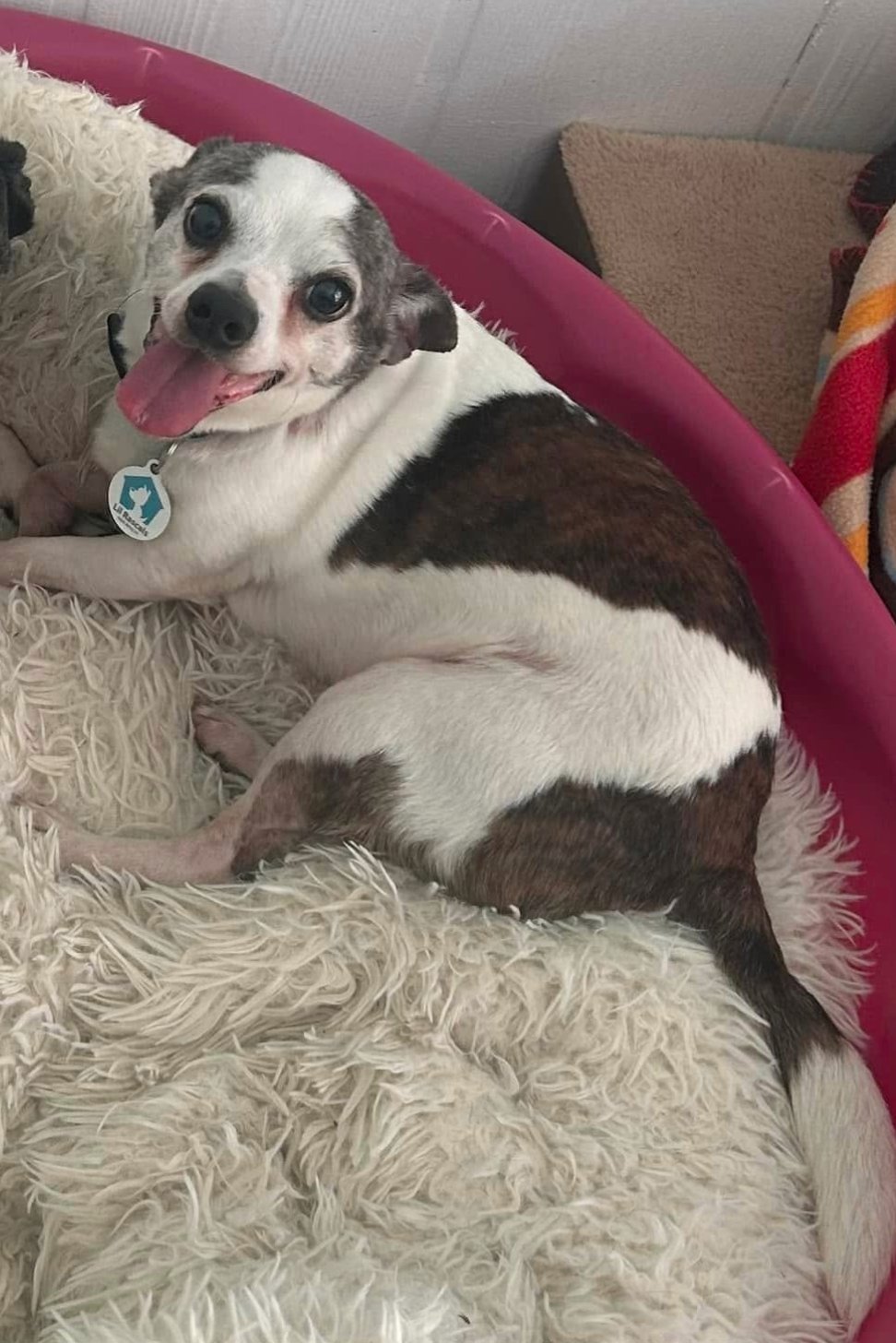 MAX - Chihuahua / Pug available for adoption