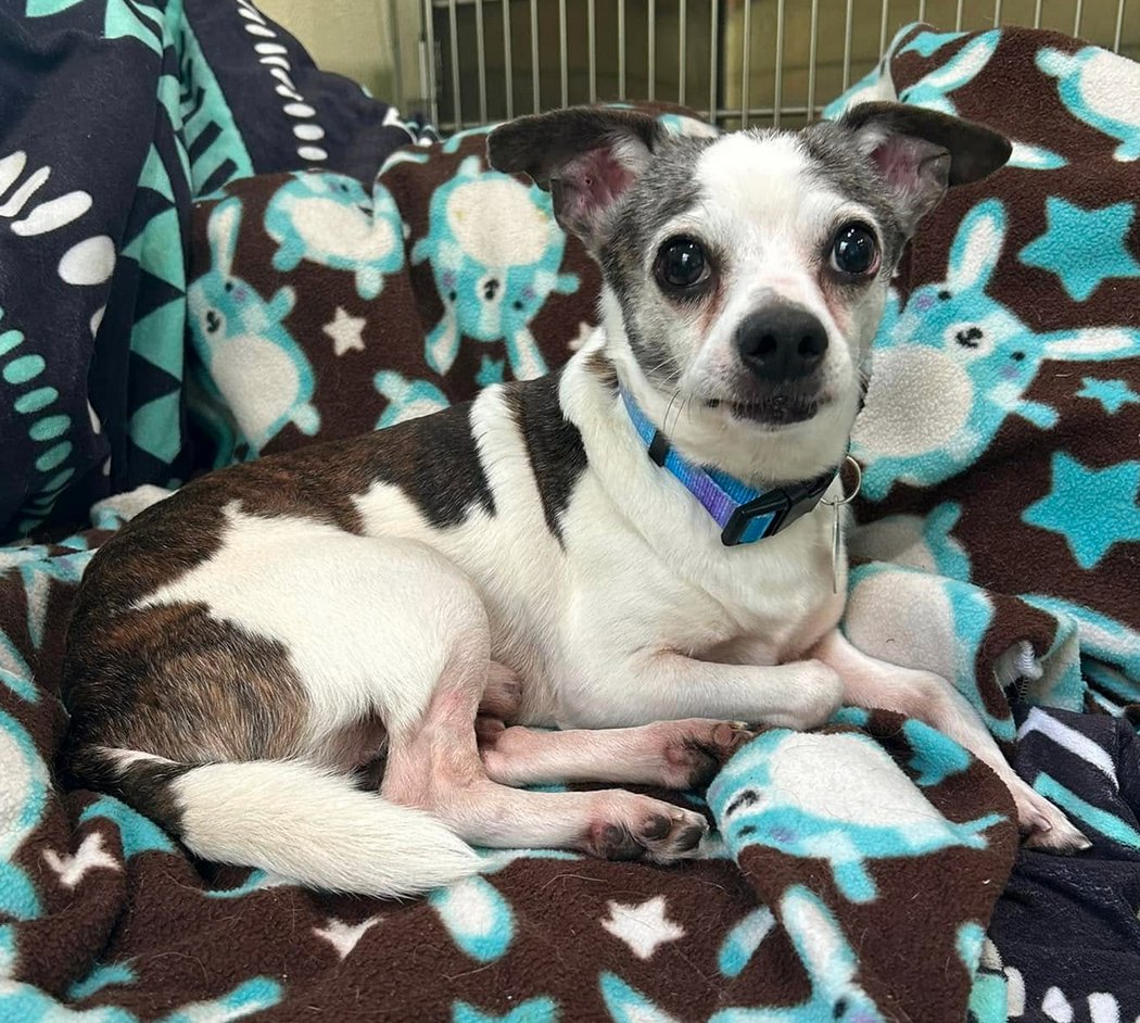 MAX - Chihuahua / Pug available for adoption