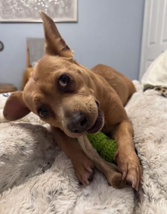 GOLDIE - Dachshund / Terrier available for adoption