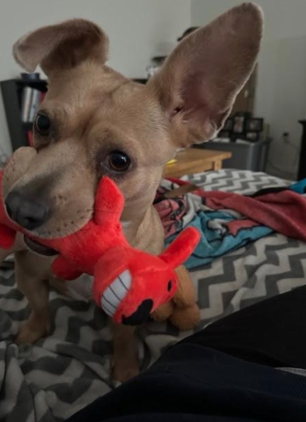 GOLDIE - Dachshund / Terrier available for adoption