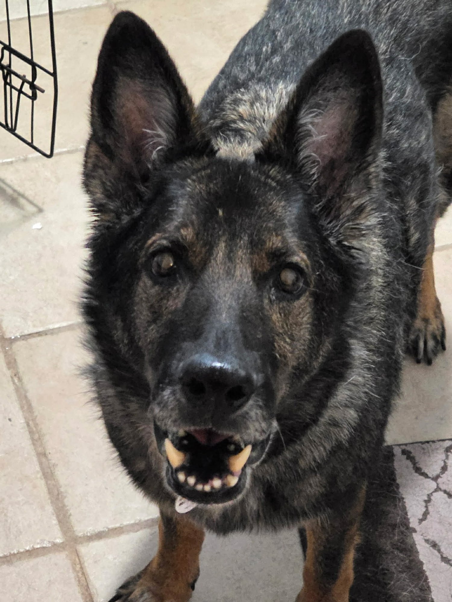 GOUDA - German Shepherd Dog available for adoption