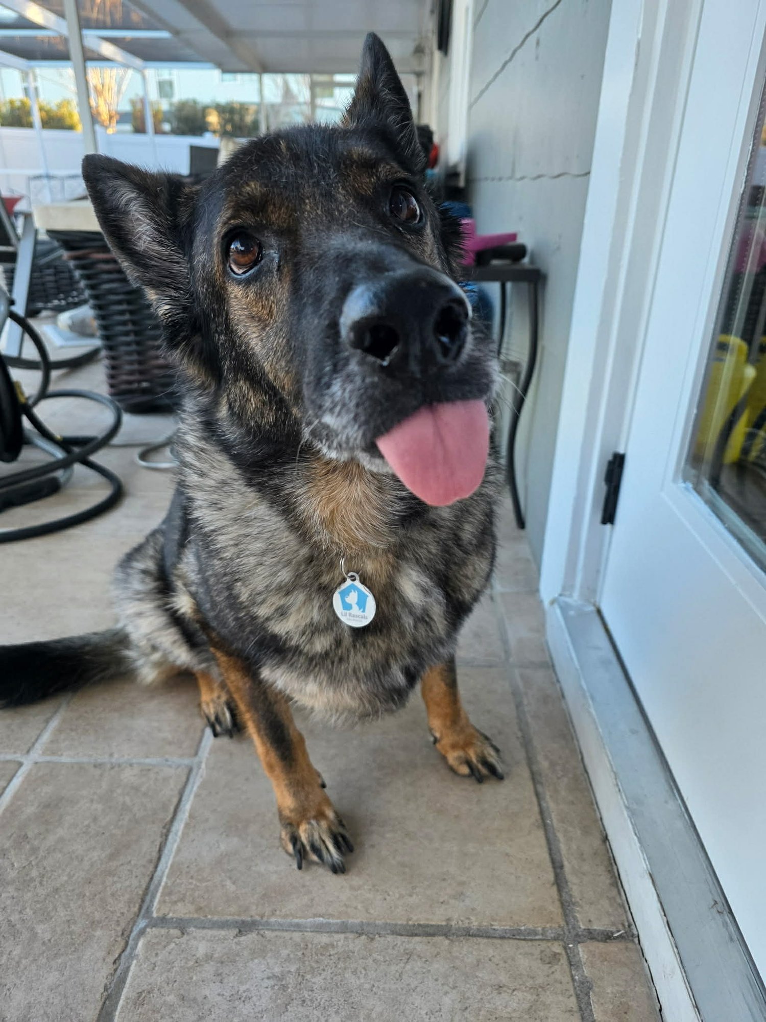 GOUDA - German Shepherd Dog available for adoption