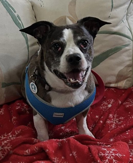 DUCK - Pug available for adoption