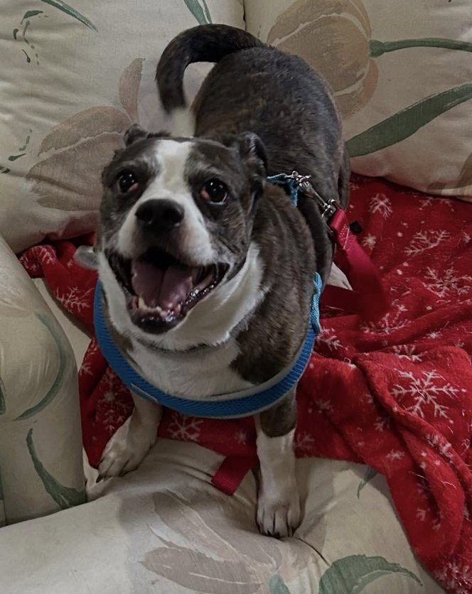 DUCK - Pug available for adoption