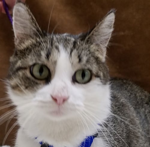 NANI - American Shorthair / Tabby available for adoption