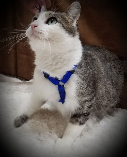 NANI - American Shorthair / Tabby available for adoption