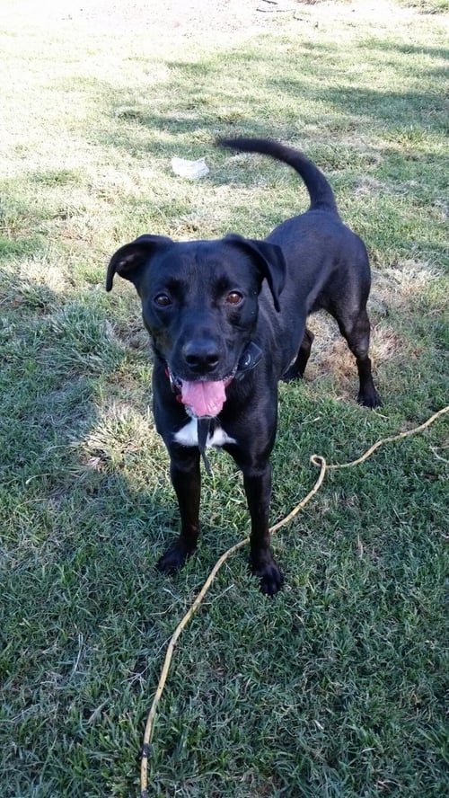 JETER - Labrador Retriever / Boxer available for adoption