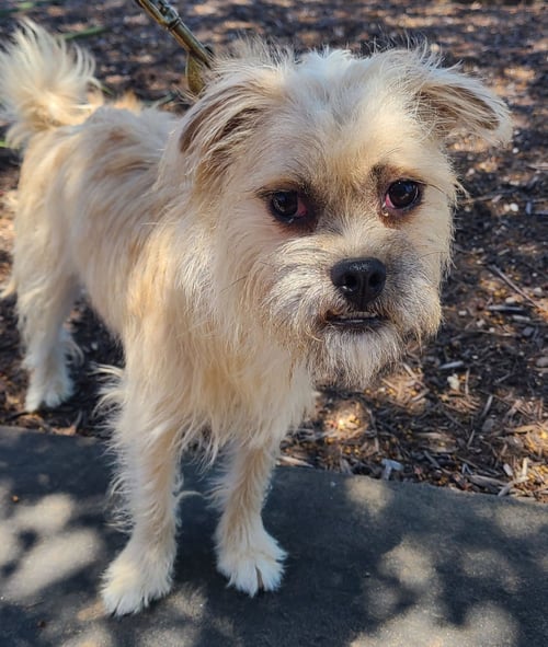 MING - Pug / Shih Tzu available for adoption