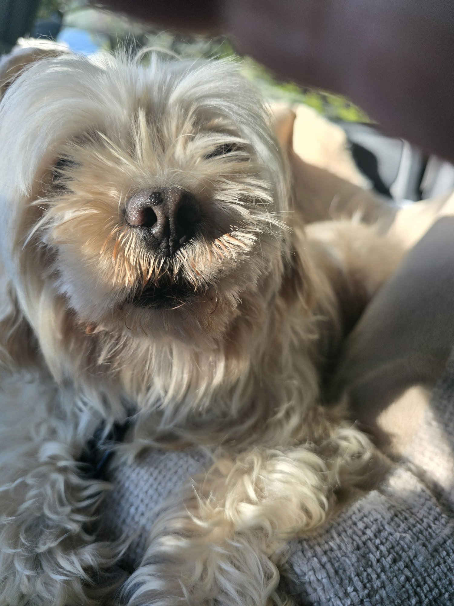 MARILYN - Shih Tzu available for adoption