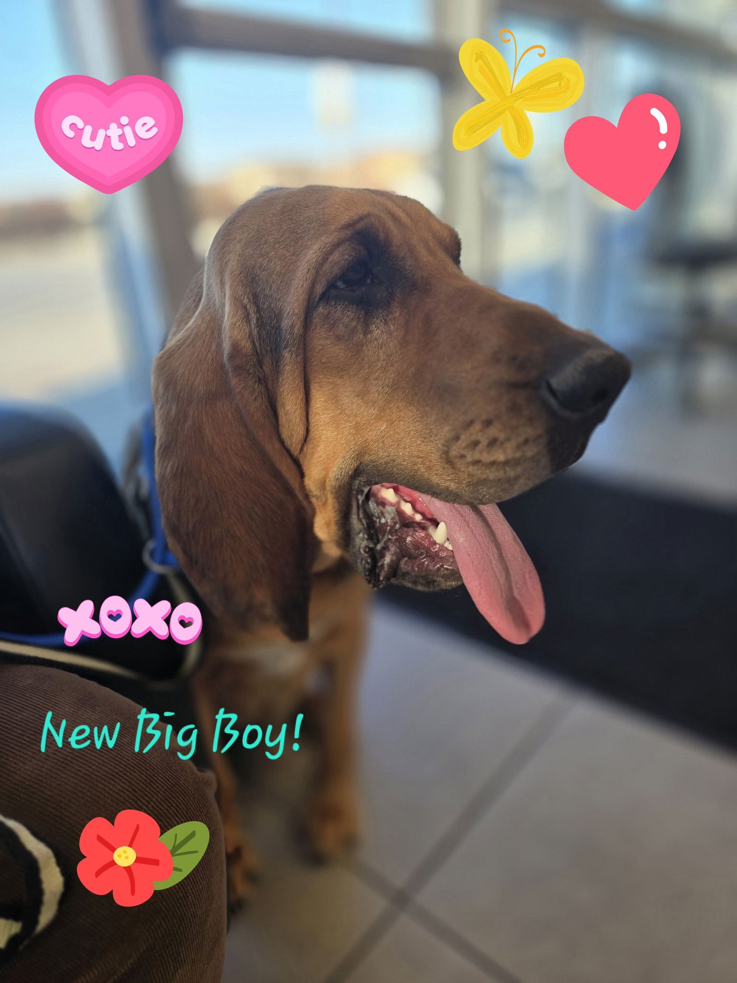 BJ - Bloodhound available for adoption