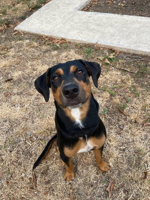 BOBA - Doberman Pinscher / Rottweiler available for adoption